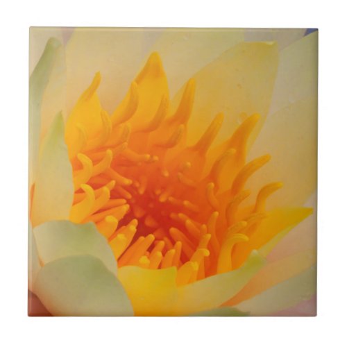 Close_Up Of A Water Lily Ceramic Tile