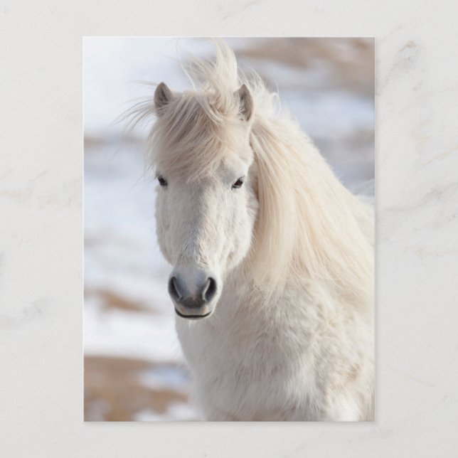 Close up of a White Icelandic Horse Postcard (Front)