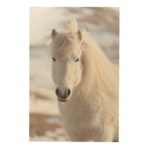 Close up of a White Icelandic Horse Wood Wall Decor
