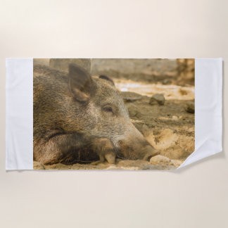 close-up of a wild boar on beach towels