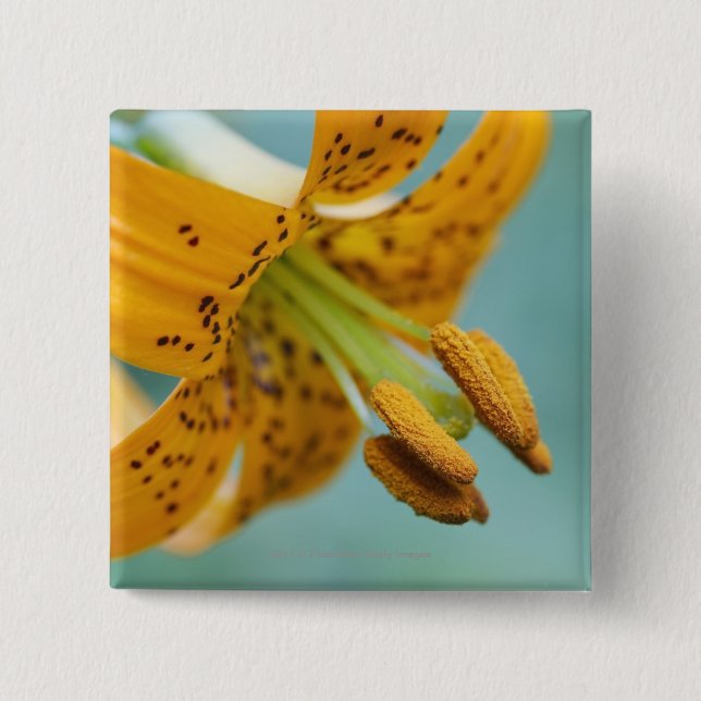 Close Up of a Yellow Lily Button (Front)