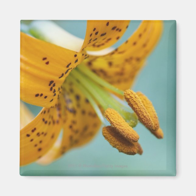 Close Up of a Yellow Lily Magnet (Front)