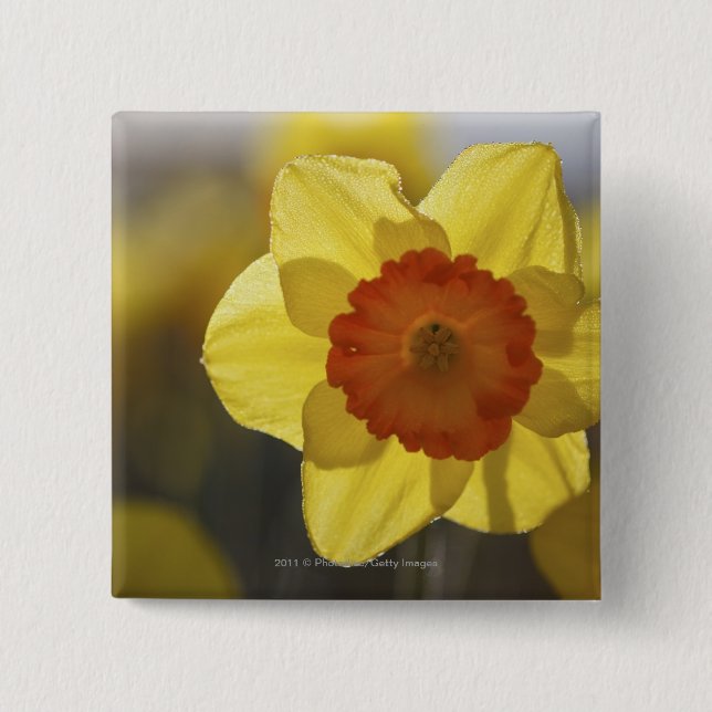 Close Up of a Yellow/Orange Daffodil Pinback Button (Front)