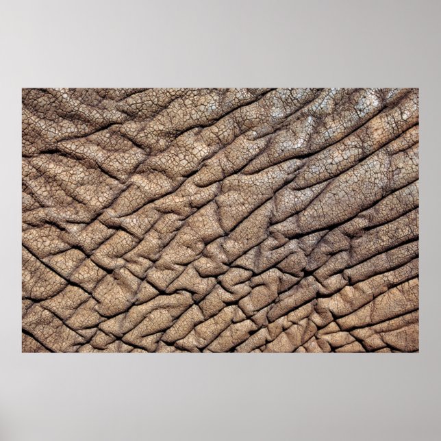 Close-Up Of African Elephant's Hide Poster (Front)