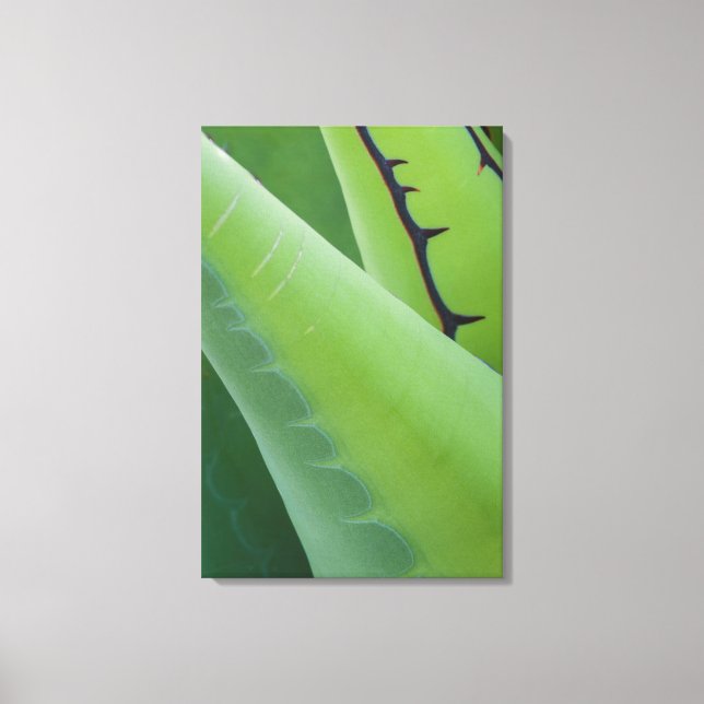 Close Up Of Agave Canvas Print (Front)