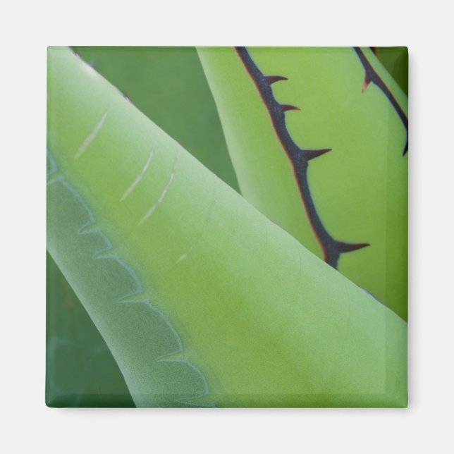 Close Up Of Agave Magnet (Front)