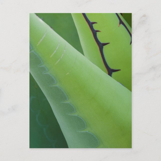 Close Up Of Agave Postcard (Front)