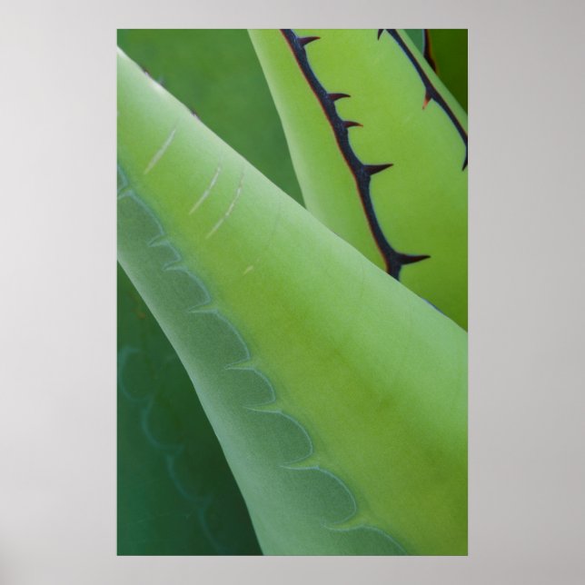 Close Up Of Agave Poster (Front)
