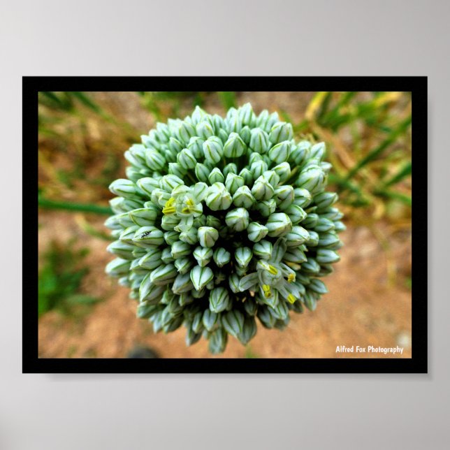 Close up of Allium, Wild Onion Blossom Poster (Front)