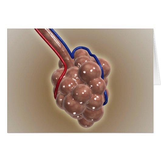Close-Up Of Alveolus Cards (Front Horizontal)