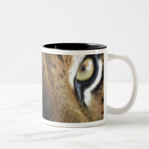 Close up of an adult male Sumatran Tiger Two_Tone Coffee Mug