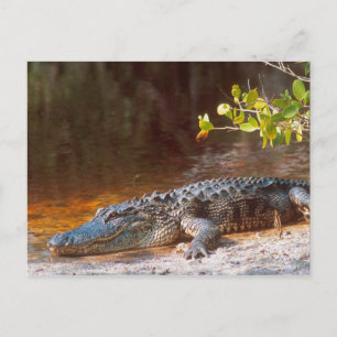 Close up of an american alligator at the J.N. Postcard