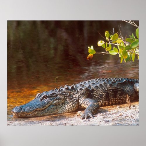 Close up of an american alligator at the JN Poster