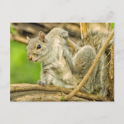 Close_up of an Eastern Gray Squirrel scratching Postcard