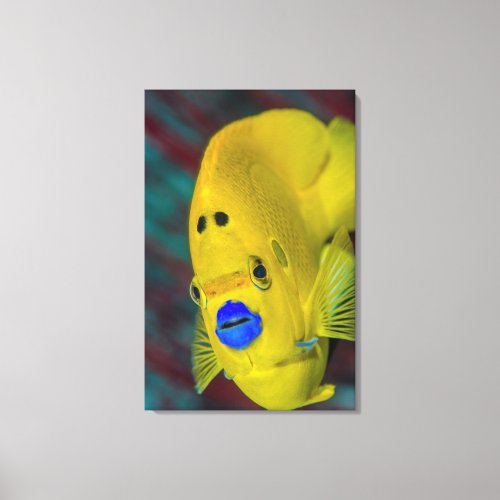 Close_up of Angelfish Canvas Print