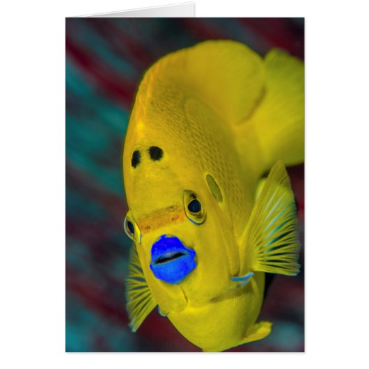 Close-up of Angelfish Cards (Front)