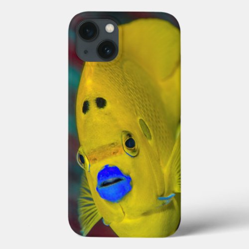 Close_up of Angelfish iPhone 13 Case