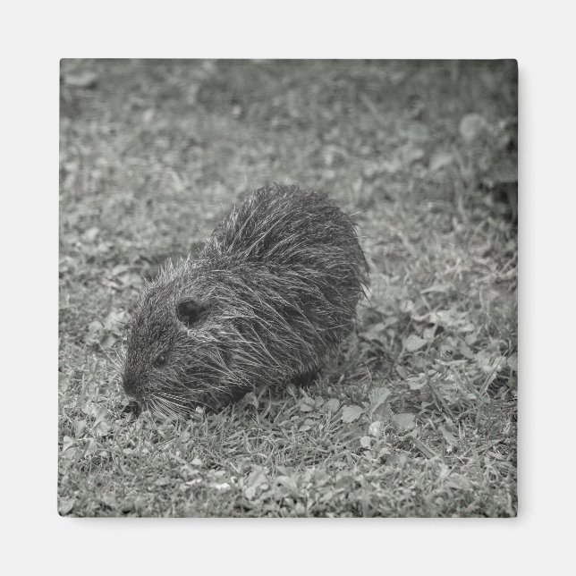 Close-up of baby nutria (Myocastor coypus) on fiel Magnet (Front)