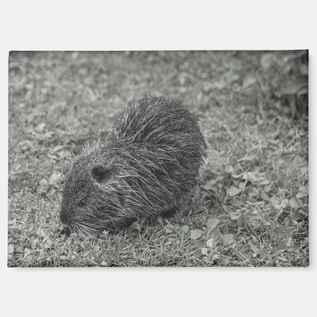 Close-up of baby nutria (Myocastor coypus) on fiel Magnet (Front)