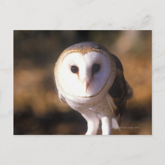'Close-up of Barn Owl, Land Between Lakes, KY' Postcard (Front)