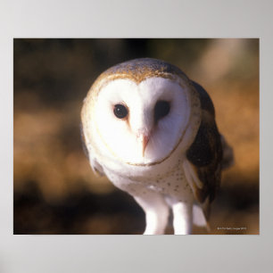 'Close-up of Barn Owl, Land Between Lakes, KY' Poster