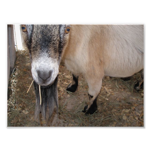 Close Up of Billy Goat Eating Hay Photo Print (Front)