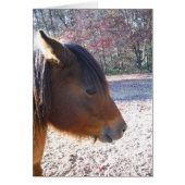 Close up of Brown horse, Little Brown Pony (Front)