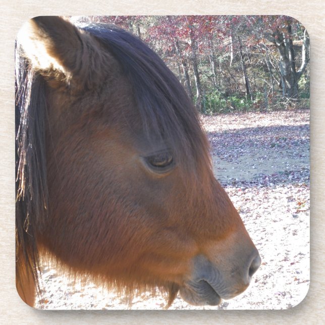 Close up of Brown horse, Little Brown Pony Drink Coaster (Front)
