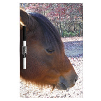 Close up of Brown horse, Little Brown Pony Dry Erase Board
