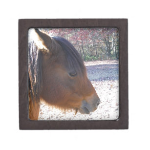 Close up of Brown horse, Little Brown Pony Keepsake Box