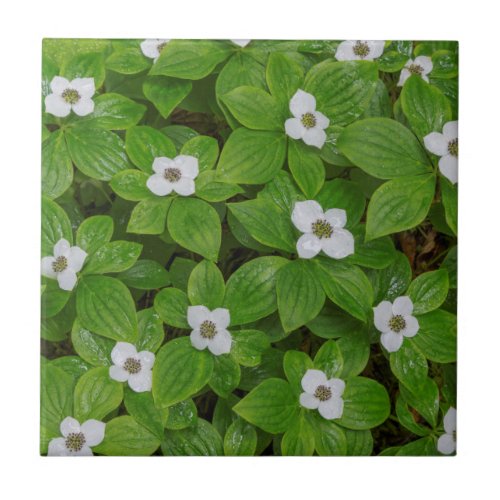 Close_up of bunchberry with white flowers tile