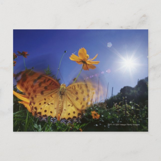 Close-up of butterfly, flapping wings postcard (Front)
