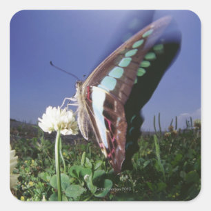 Close-up of butterfly on flower, flapping wings square sticker
