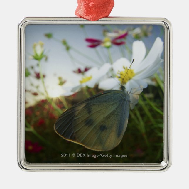 Close-up of butterfly on flower metal ornament (Front)