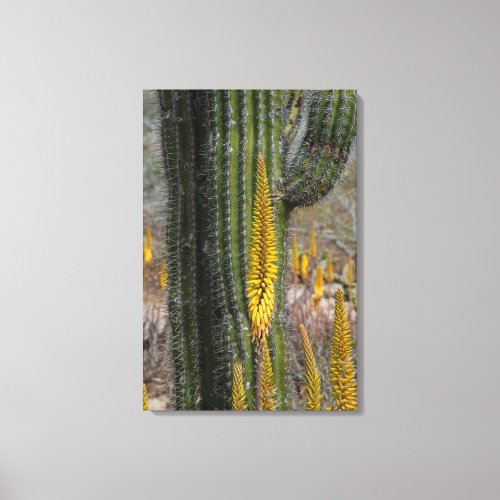 Close Up Of Cactus And Agave Canvas Print