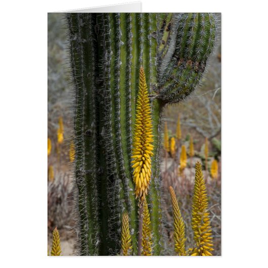 Close Up Of Cactus And Agave Cards (Front)