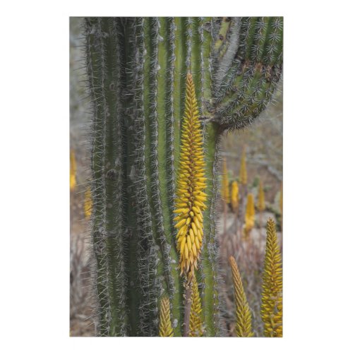 Close Up Of Cactus And Agave Faux Canvas Print