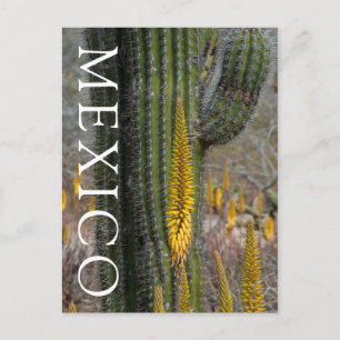 Close Up Of Cactus And Agave Postcard