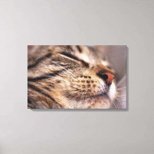 Close_up of cat whiskers and muzzle canvas print