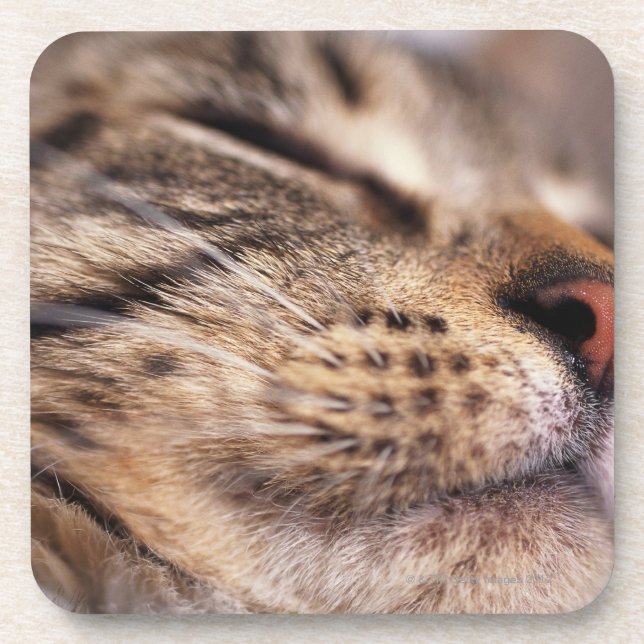 Close-up of cat whiskers and muzzle drink coaster (Front)