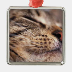 Close-up of cat whiskers and muzzle metal ornament