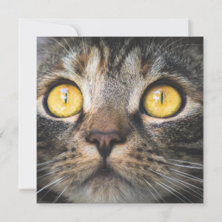 Close-up of Cat with Yellow Eyes Card