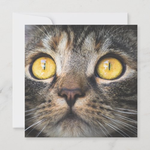 Close_up of Cat with Yellow Eyes Card