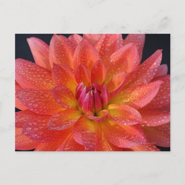 Close up of center of orange dahlia, Dahlia Postcard (Front)