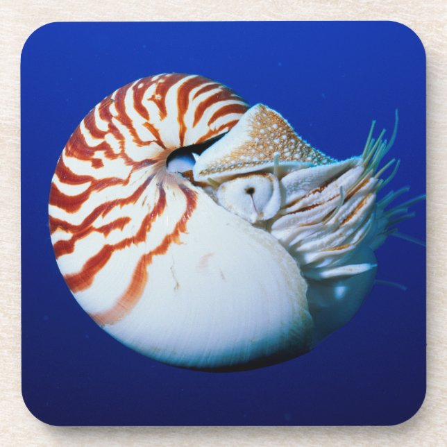 Close-Up Of Chambered Nautilus Beverage Coaster (Front)