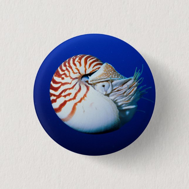 Close-Up Of Chambered Nautilus Button (Front)
