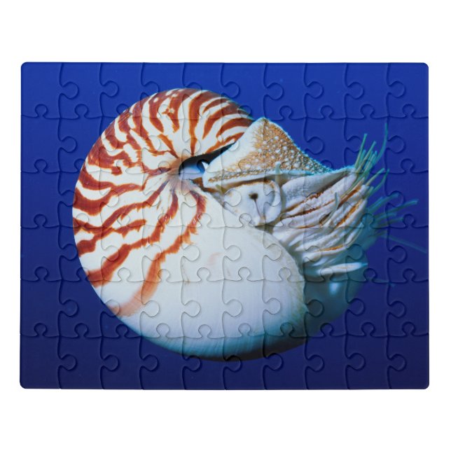 Close-Up Of Chambered Nautilus Jigsaw Puzzle (Puzzle Horizontal)
