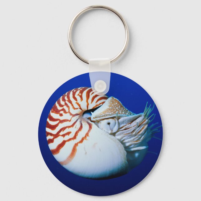 Close-Up Of Chambered Nautilus Keychain (Front)