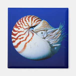 Close-Up Of Chambered Nautilus Magnet