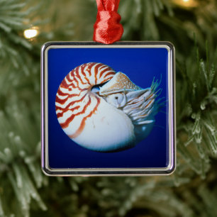 Close-Up Of Chambered Nautilus Metal Ornament